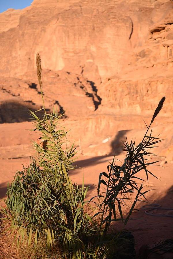 Wadi Rum Beduland Camp Exterior photo