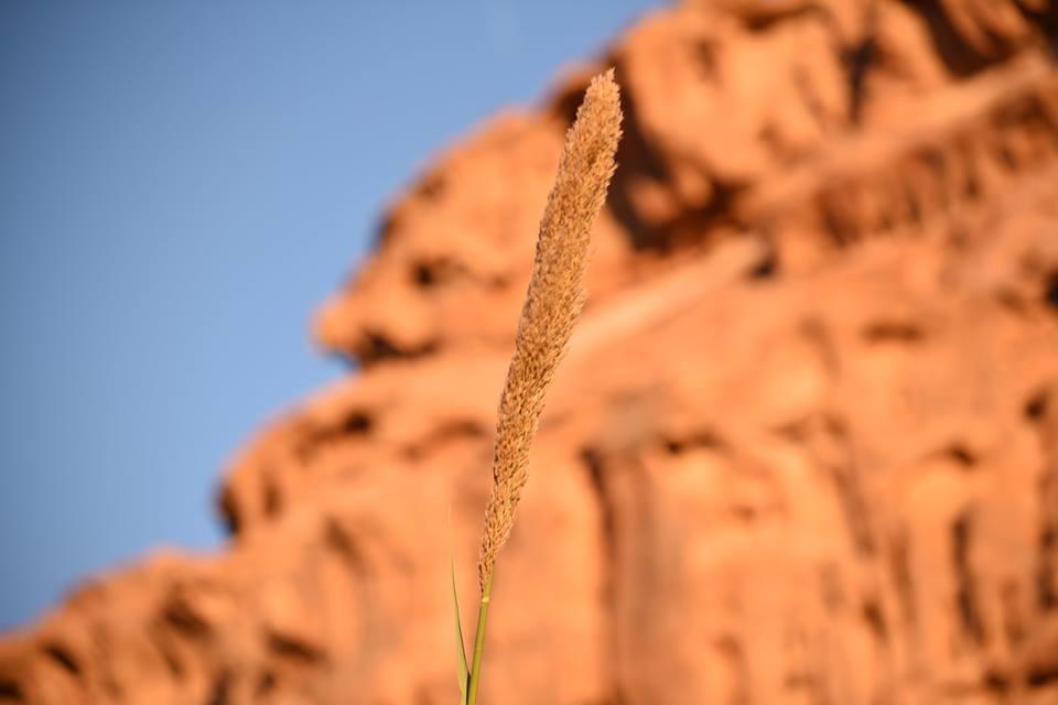 Wadi Rum Beduland Camp Exterior photo