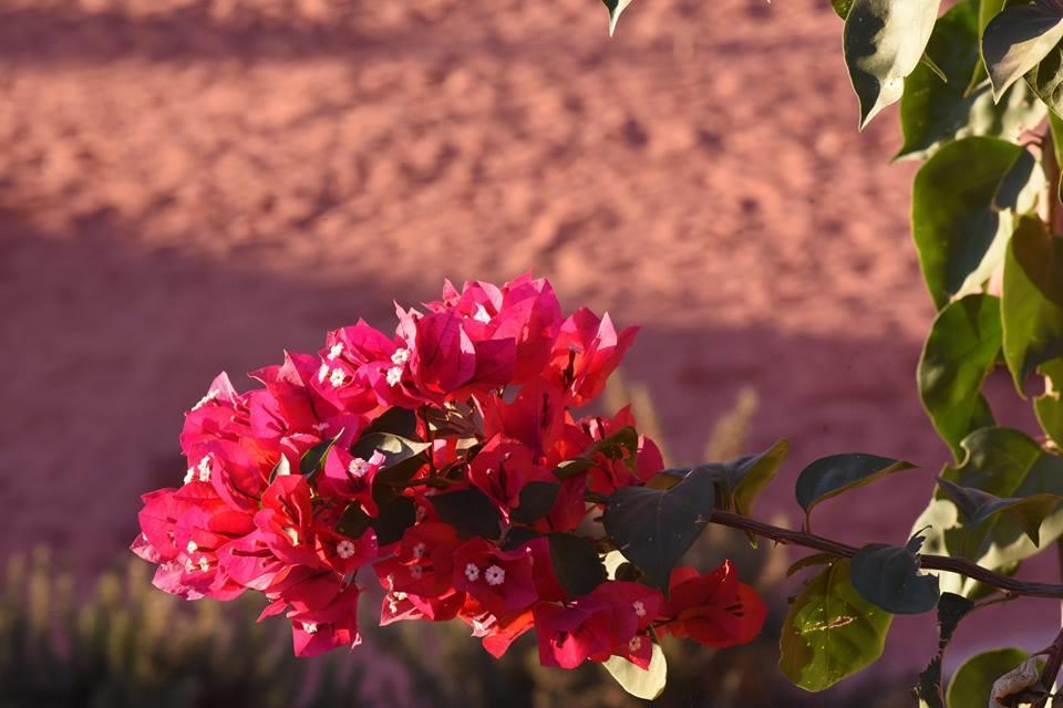 Wadi Rum Beduland Camp Exterior photo
